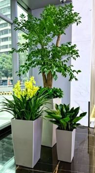 江北花卉租赁公司-镇海绿化养护合同-宁波室内绿植出租方案-江北绿色植物租赁公司